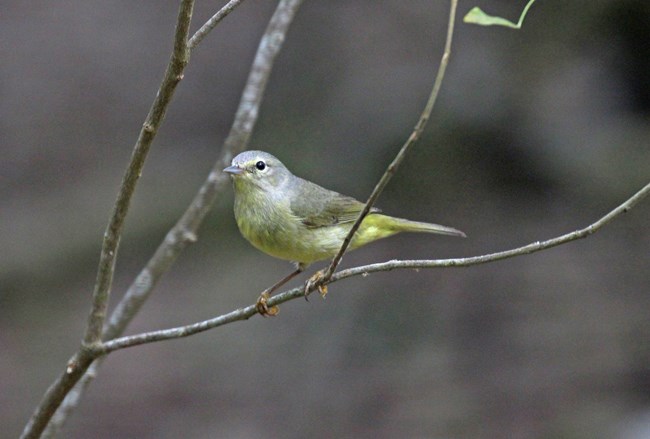 orange crowned warbler on a branch