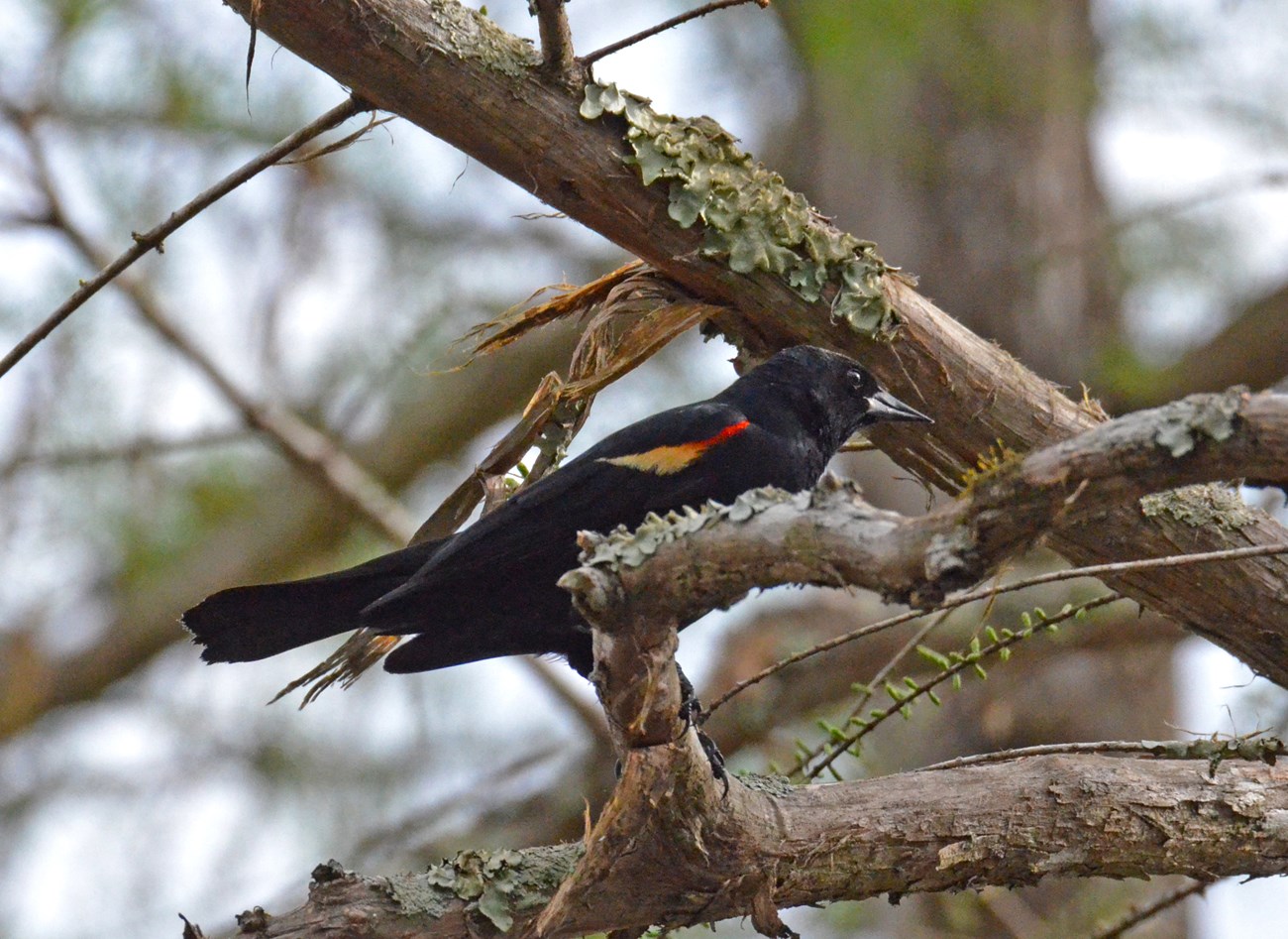Red-winged blackbird perched in a tree