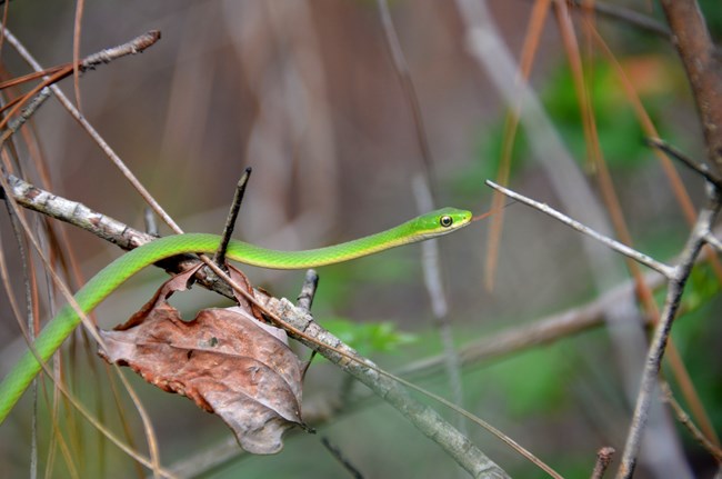 rough green snake resting on a branch