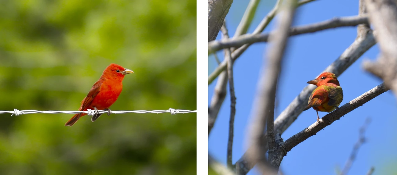 Adult and juvenile summer tanagers two images: first an adult summer tanager with bright red plumage and second an immature summer tanager with more mottled plumage