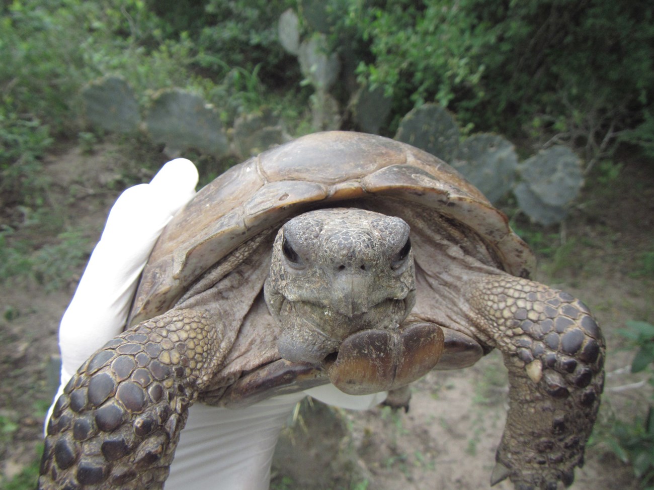 a large texas tortoise being held by a gloved hand