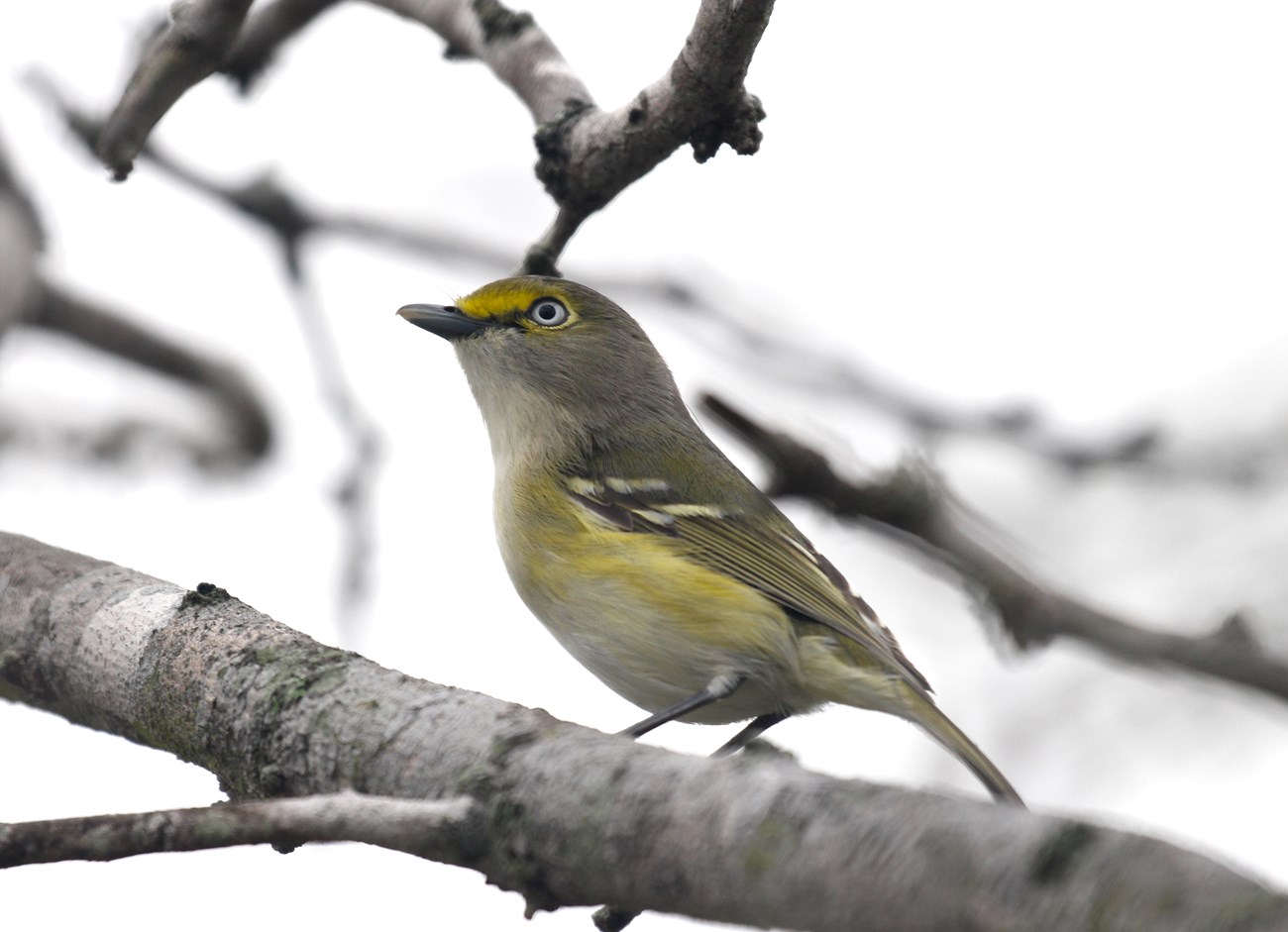 A white-eyed vireo perched on a branch