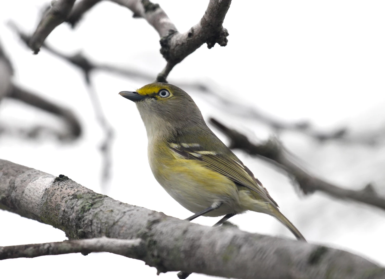 White-eyed Vireo A white-eyed vireo perched on a branch