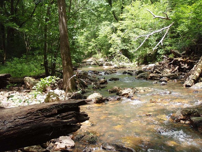 Stream flowing through forest at Hot Springs National Park