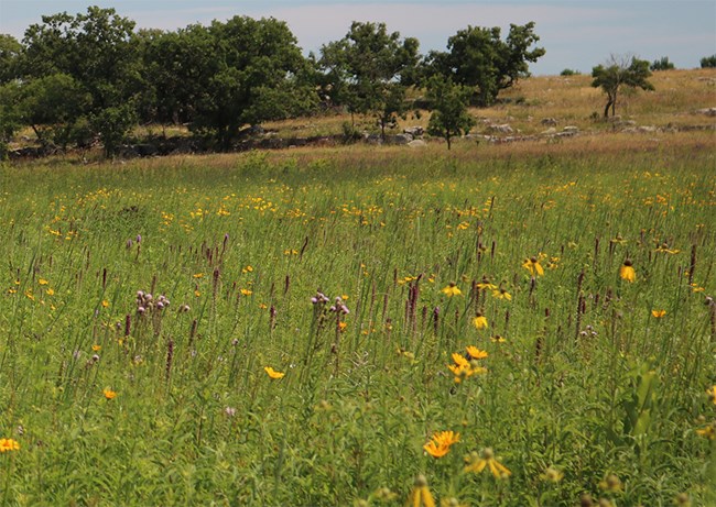 Prairie wildflowers and rock outcrop at Pipestone National Monument