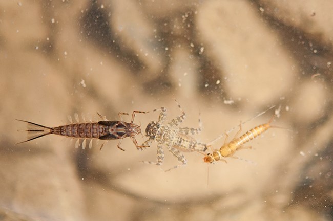 Photo of aquatic invertebrates taken with microscope camera.