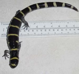 lt= Photo of a Ringed Salamander next to a ruler