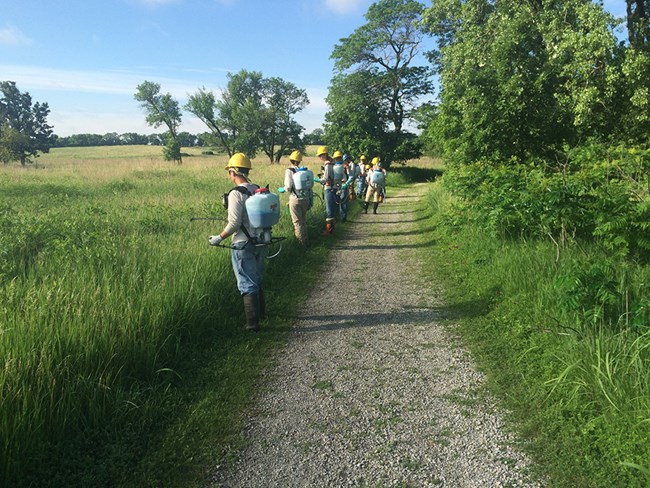 Crew preparing to search for invasive plants in a prairie.