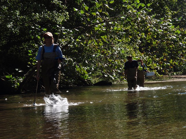 Crew wading through river during fish community sampling.