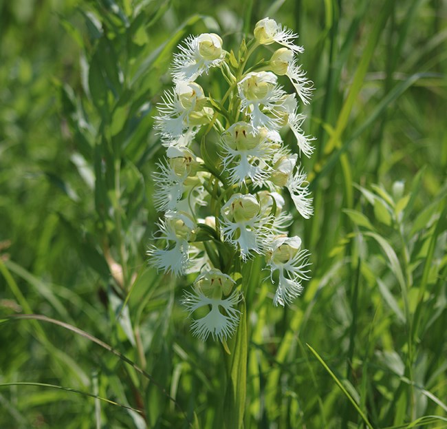 Western Prairie Fringed Orchid