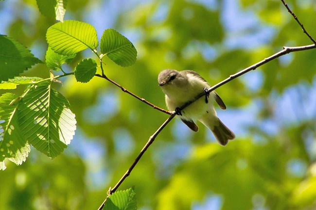 Warbling Vireo Warbling vireo on a tree branch