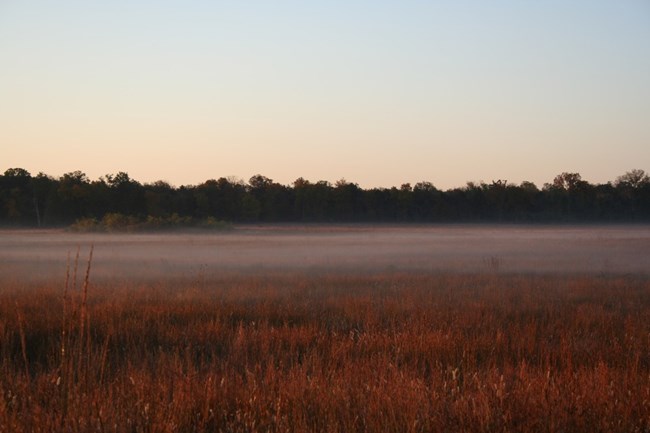 cotton field