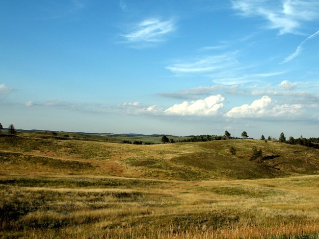 prairie forest edge