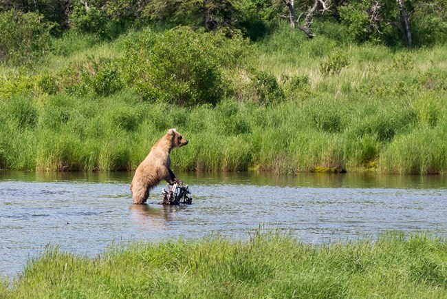 28289359897_1d6cef4bda_o Brown bear on Brooks river