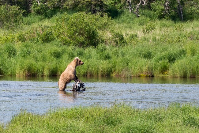 Brown bear on Brooks river