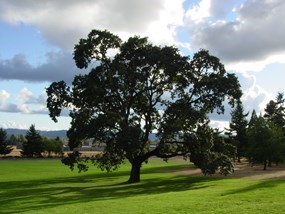 Oregon tree