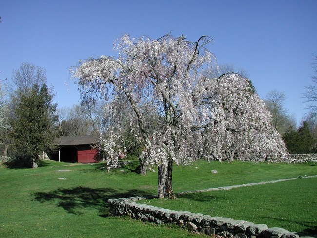 weeping cherry