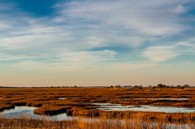 Salt Marsh Salt Marsh