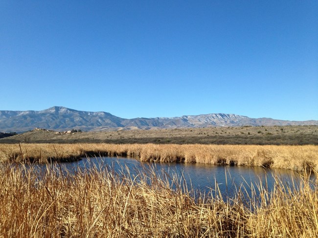 marsh tavasci marsh