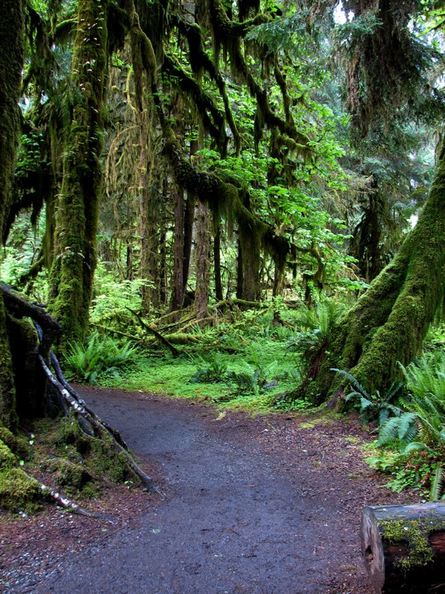 42FCC7AC-1DD8-B71B-0B0CDD0345356C83HiResProxy hall of mosses