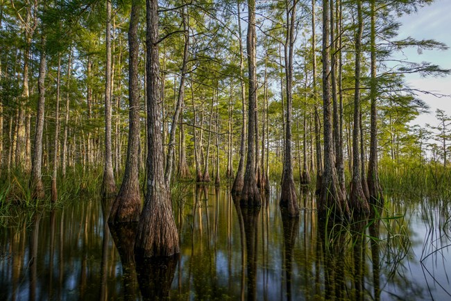 cypress swamp