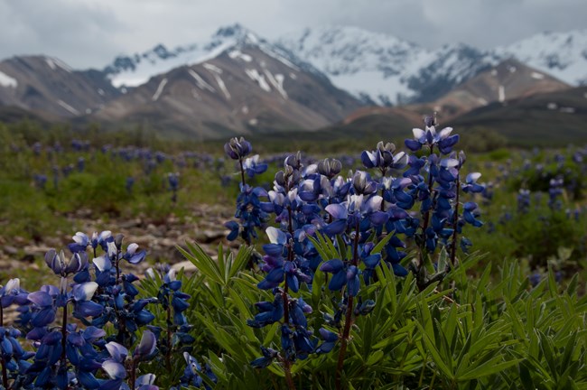 arctic lupine