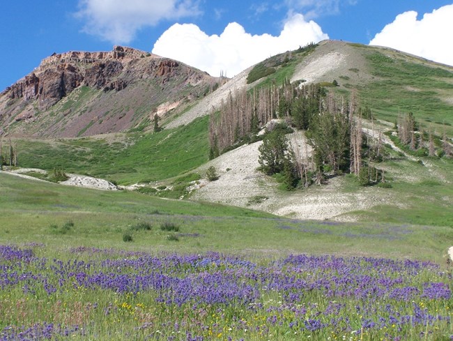 meadow meadow