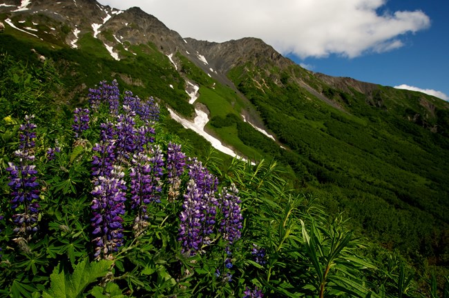 Nootka Lupine