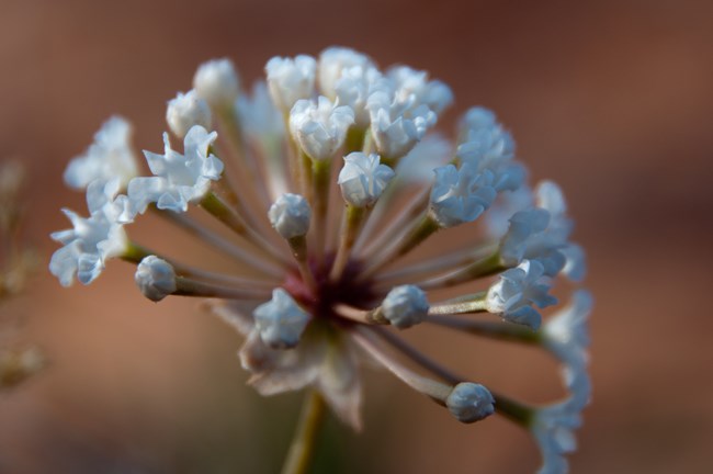 Sand verbena