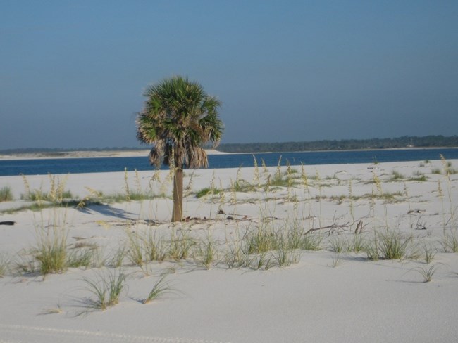 santa rosa island santa rosa island