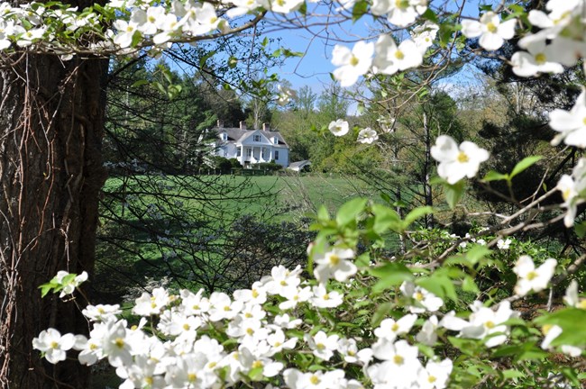 Connemara dogwoods Connemara