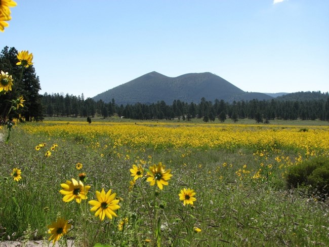 bonito meadow