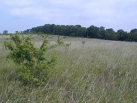prairie prairie