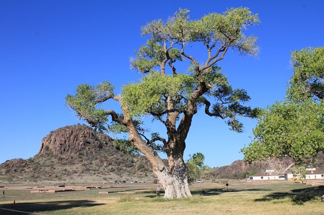 cottonwood