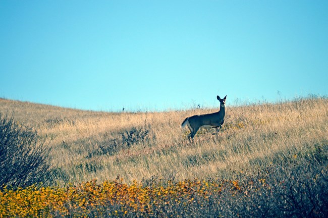 white tailed deer white tailed deer