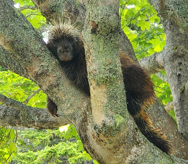 A porcupine sits in the crook of a tree, looking at camera.