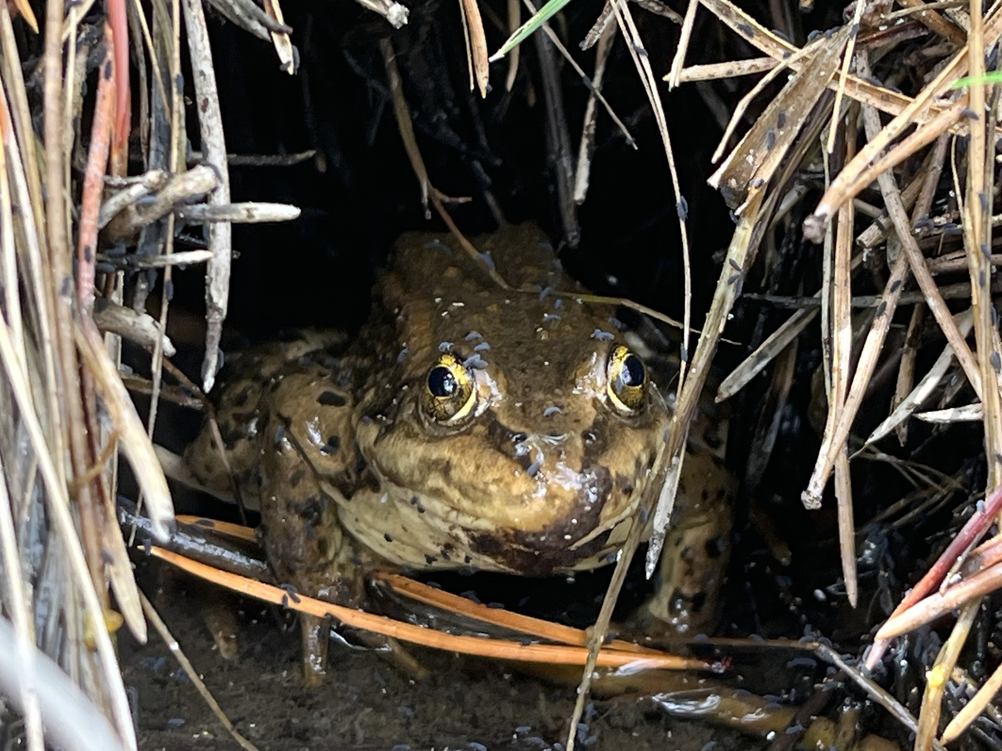 A frog peeks out of a burrow of dried grass.