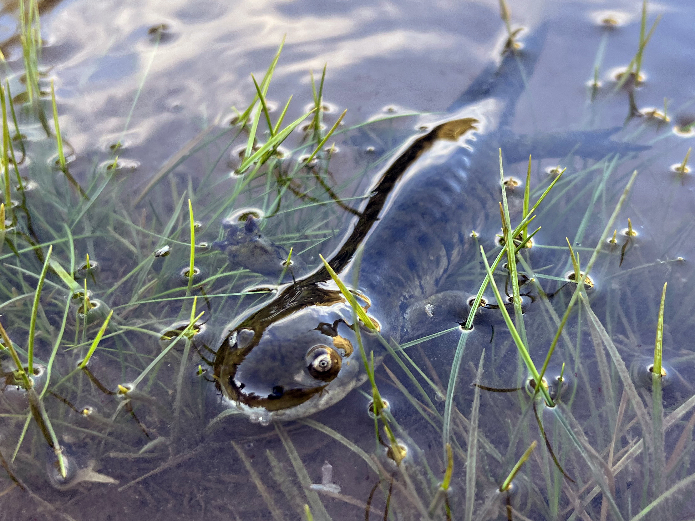 A salamander swims to shore. A salamander swims to shore.