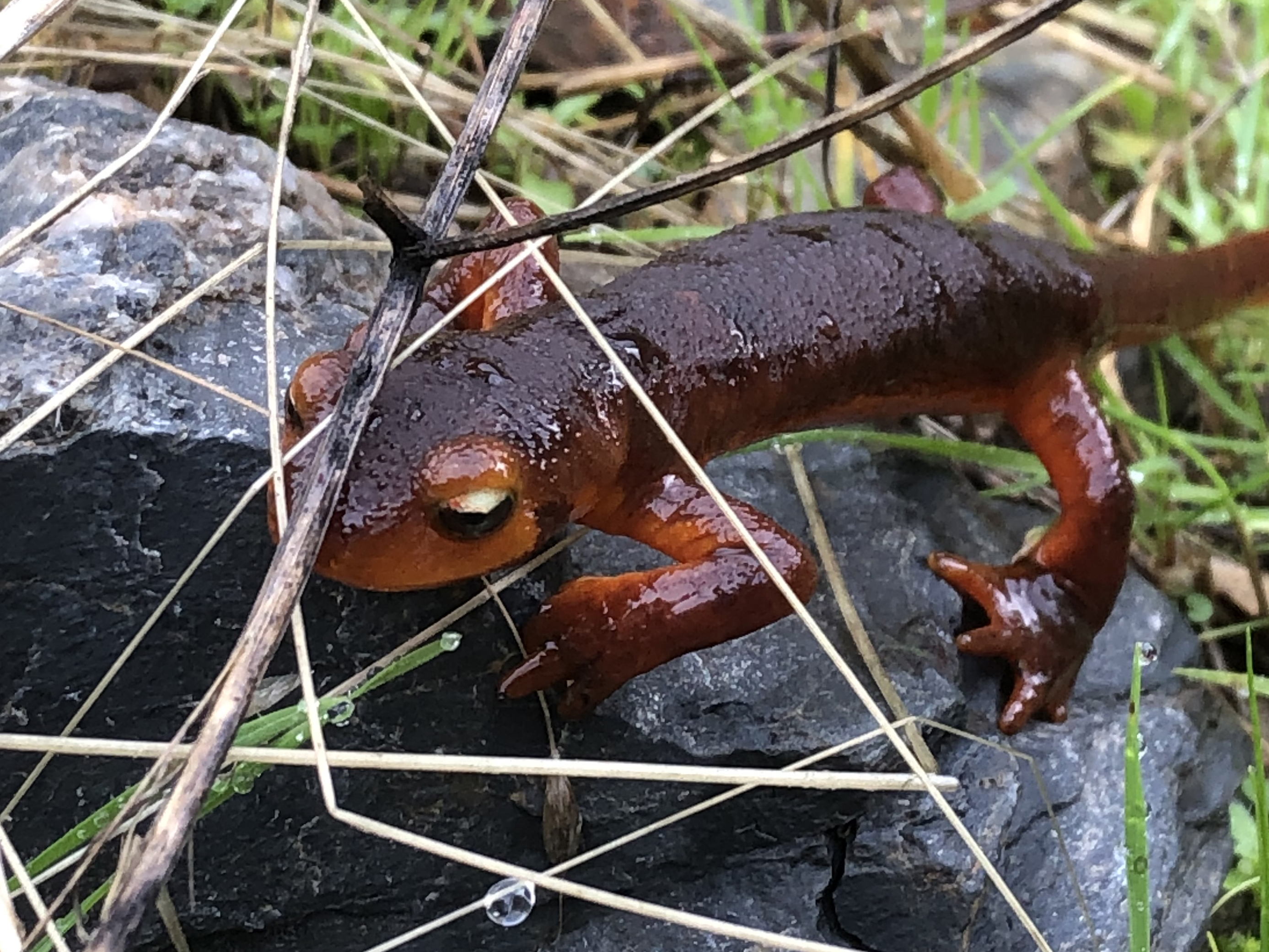A small, dark-red salamander in grass on a rock. A small, dark-red salamander in grass on a rock.