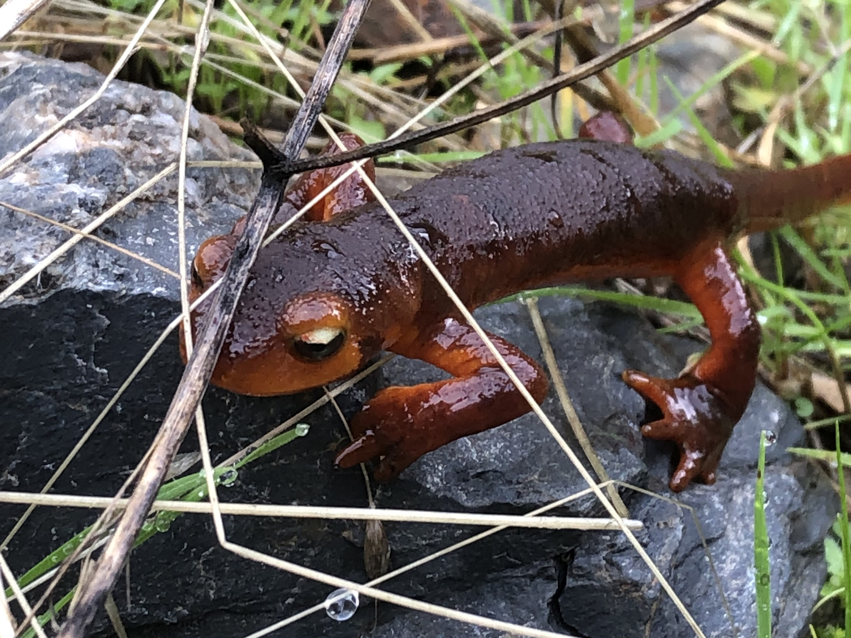 A small, dark-red salamander in grass on a rock.