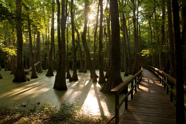 cypress swamp