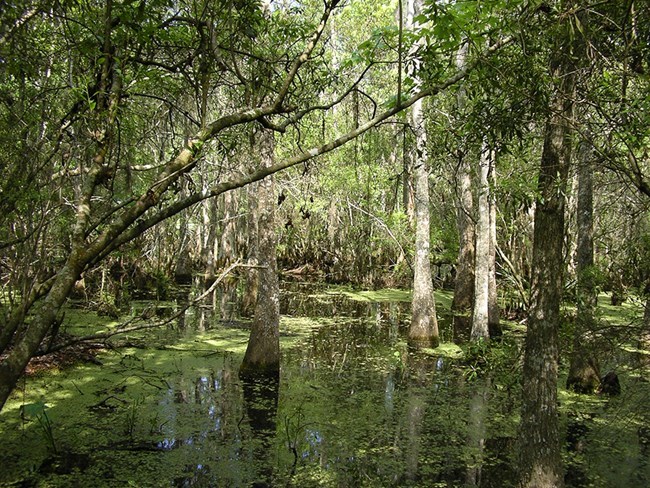 barataria preserve