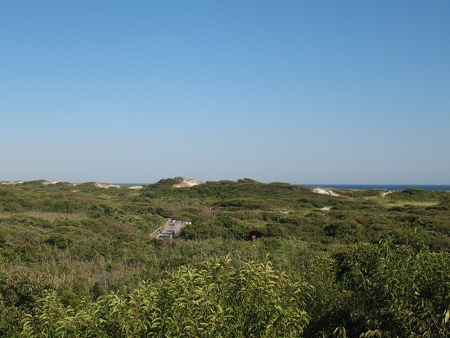 dune wilderness