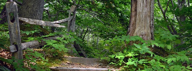 Beech Forest