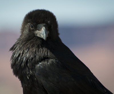Common Raven closeup Closeup photo of a Common Raven looking directly at the camera