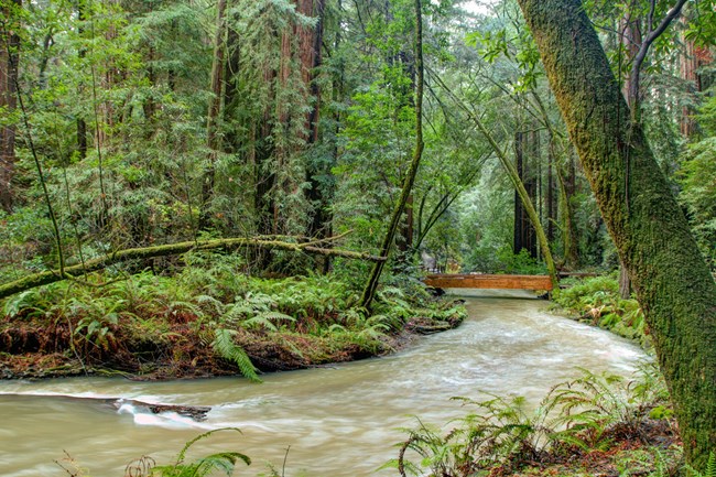 muir woods bridge