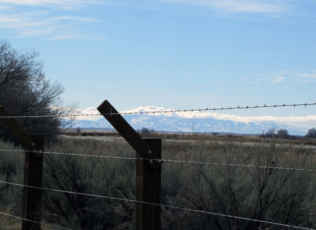 sagebrush behind barbed wire