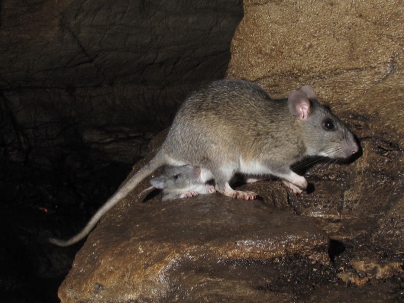 Small woodrat with young woodrat.
