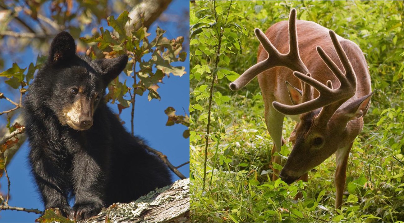 Animals at Cumberland Gap NHS On the left, a black bear cub looks down from a tree branch. On the right, a white-tailed deer with antlers nibbles at foliage.