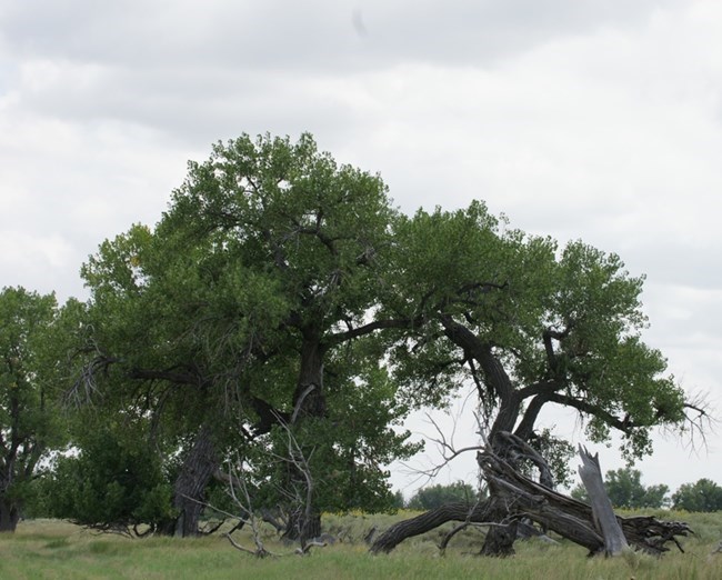 cottonwoods